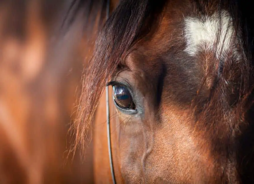 brown.horse .eye