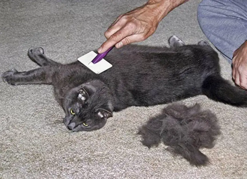 brushing cat hair 179260947
