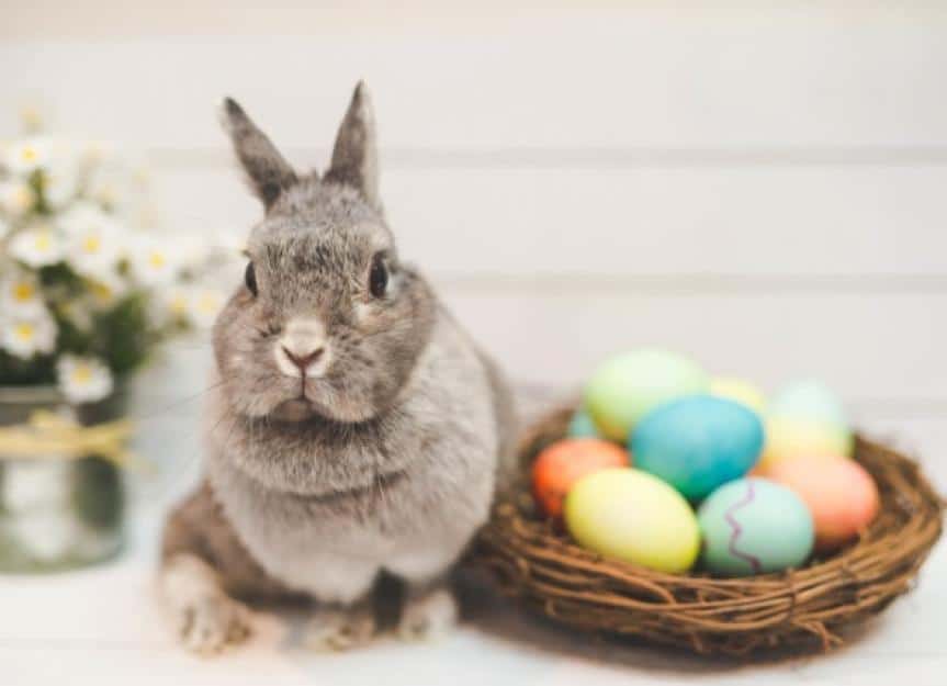bunny by basket of colored easter eggs picture id651374026