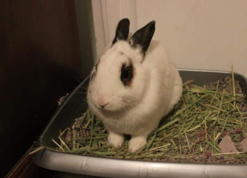 bunny litterbox picture id505647004