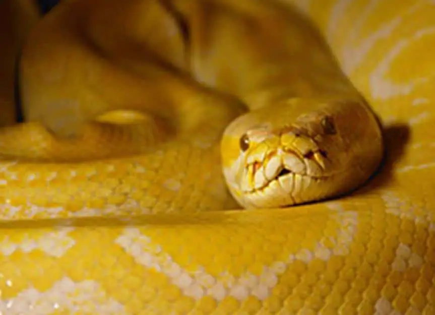 burmese python yellow