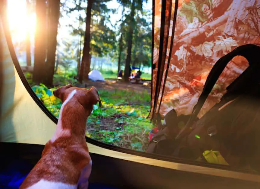 campingdog