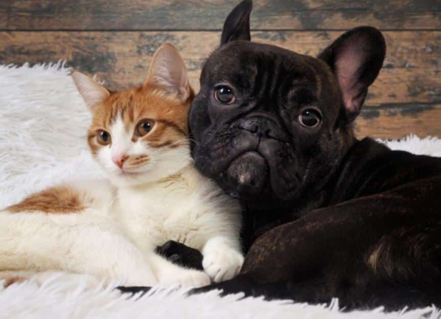 cat and dog together cute pets portrait picture id648878608