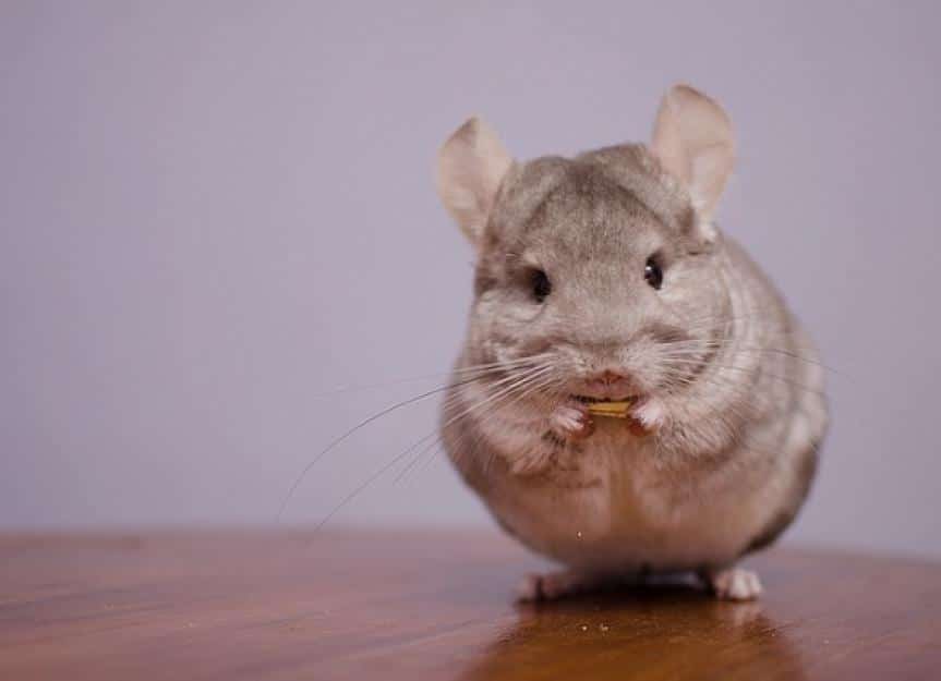 chinchilla eating its food picture id468779450