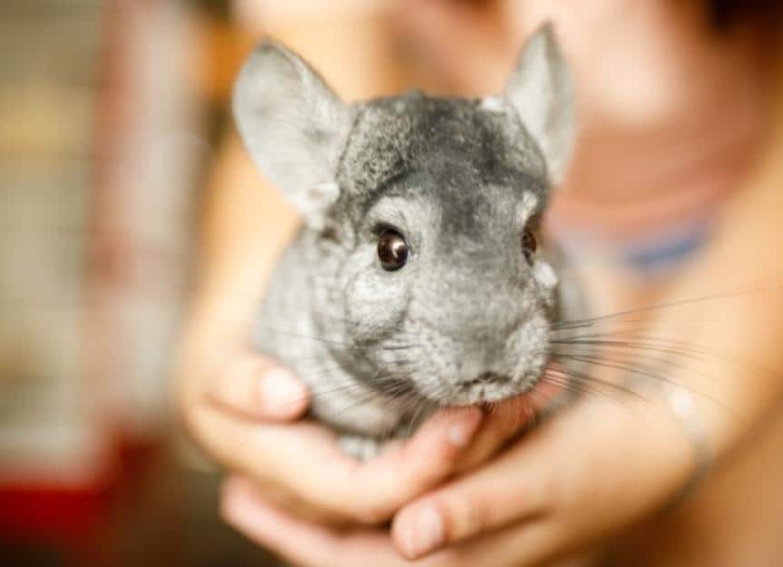 chinchilla in the hands picture id1124609774