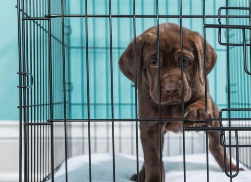 chocolate labrador puppy in wire crate with paw on door closeup 7 picture id889008474