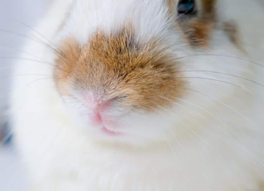 close up nose of brown and white bunny rabbit and it look calm and picture id1217091560