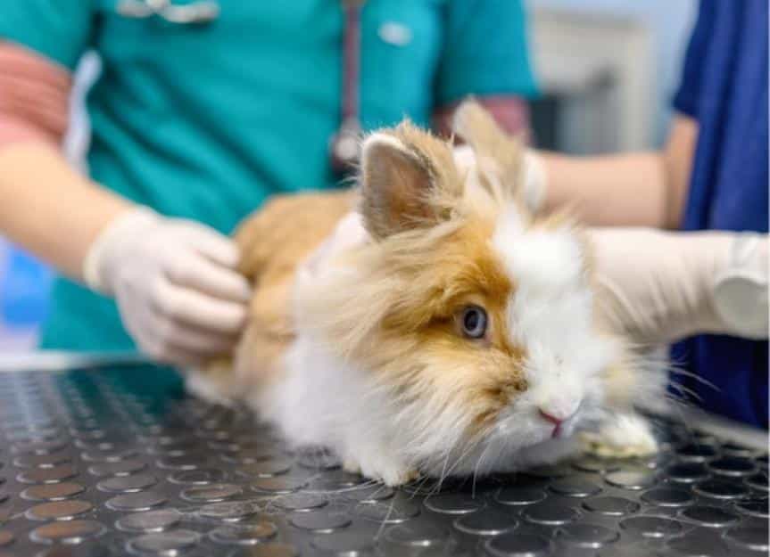 close up of a rabbit on medical examination at vets picture id1362496303