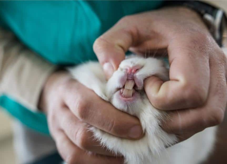 close up of unrecognizable vet examining rabbits teeth picture id935293284
