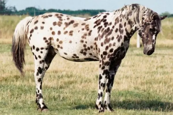colorado ranger horse 2