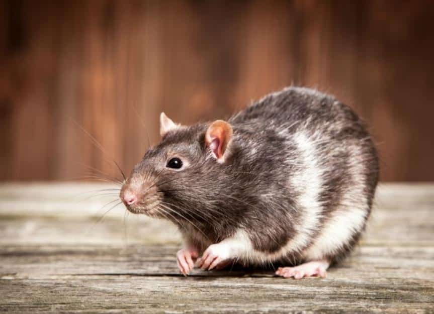 common cancers tumors rats