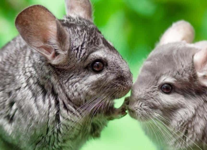 couple of cute gray chinchilla sitting on green colored background picture id1249162544