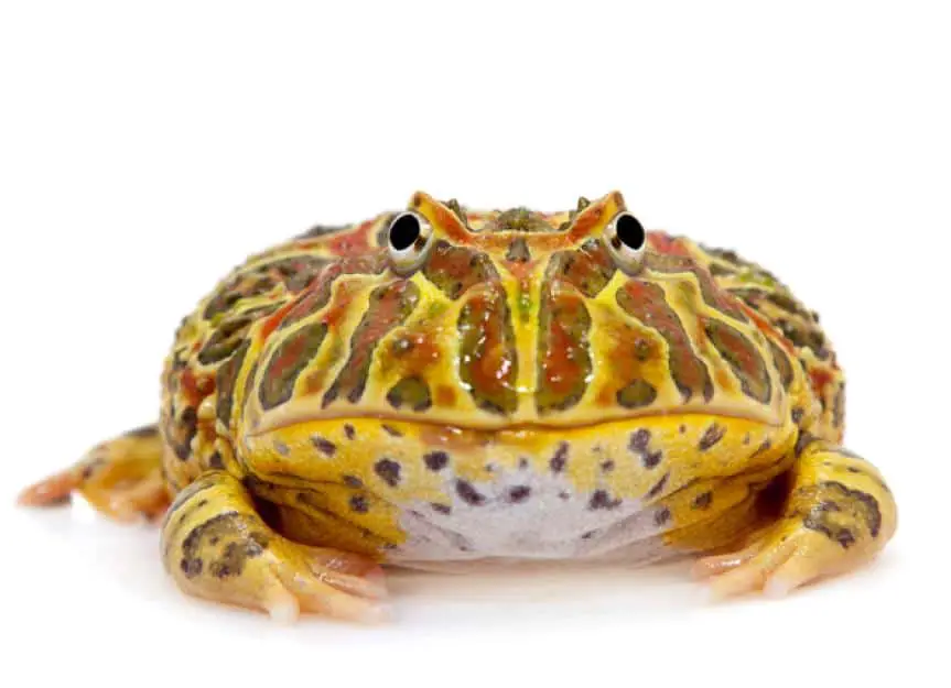 cranwell horned frog fat 594858584