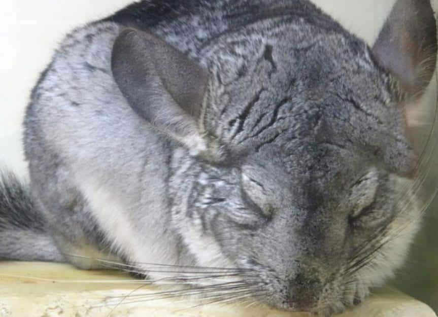 cuddly grey chinchilla pet sleeping during the day nocturnal rodent picture id516875011