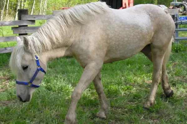 curly horse