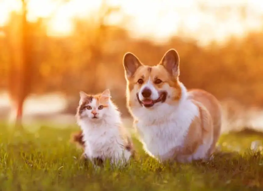 cute dog and cat walking on a sunny summer day on green grass picture id1338924954
