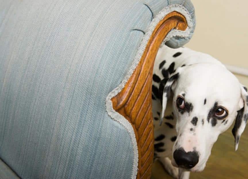 dalmation by a chair picture id75403167 2