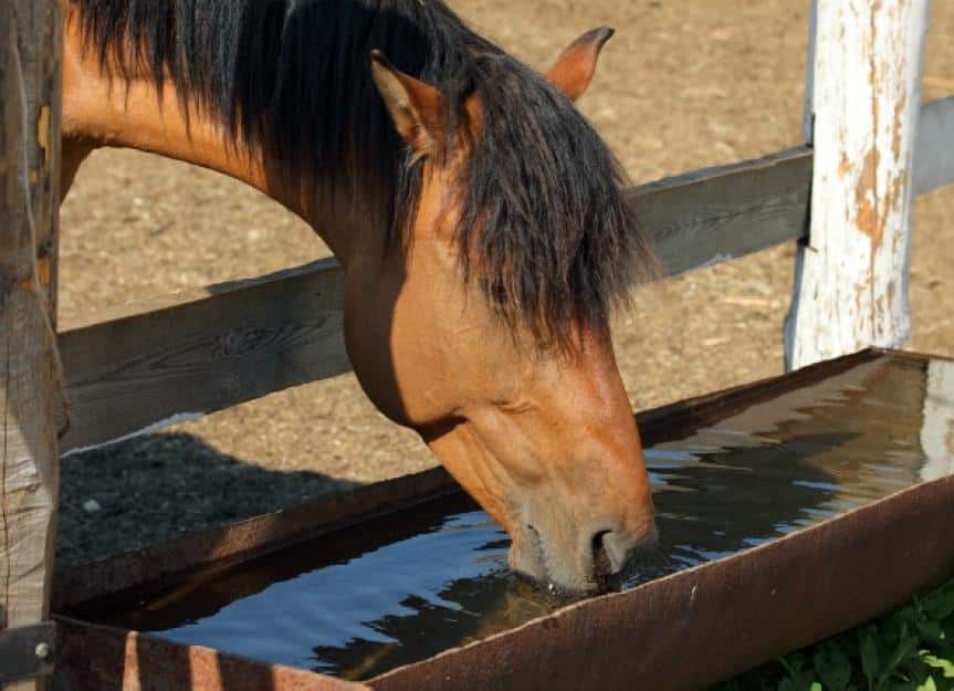 dehydration horses