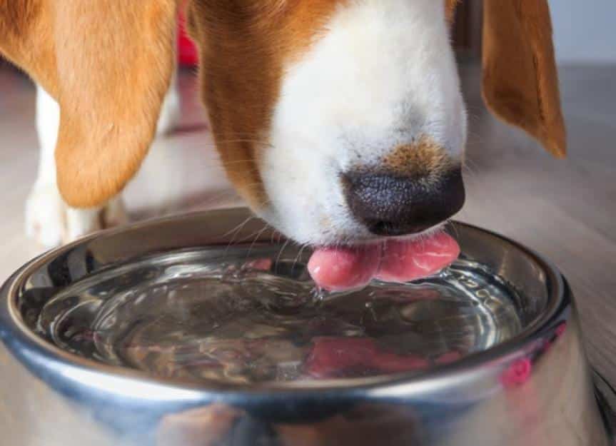dog drinking water 1