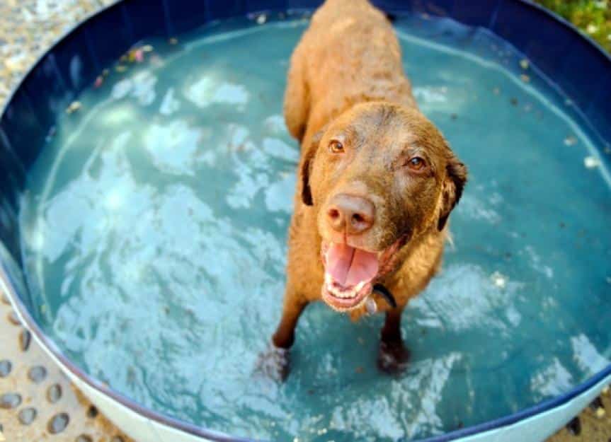 dog in a water picture id594042130