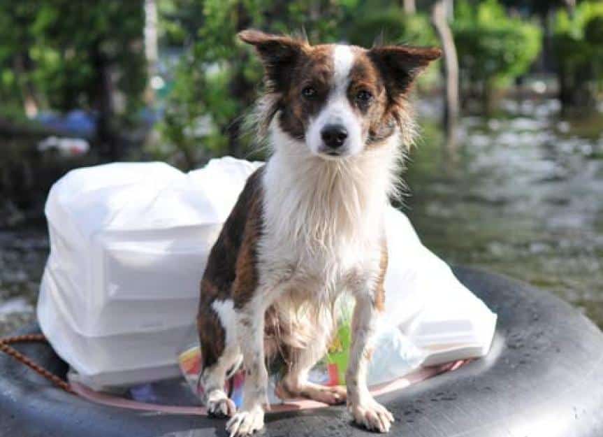 dog in flooded waters