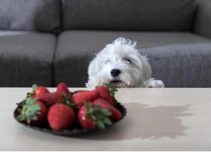 dog peering over table at fruit