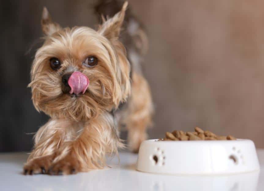 dog yorkshire terrier with a bowl of food eating food picture id1138155356