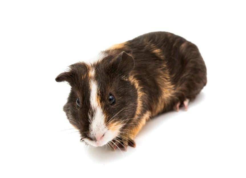 ear infections guinea pigs