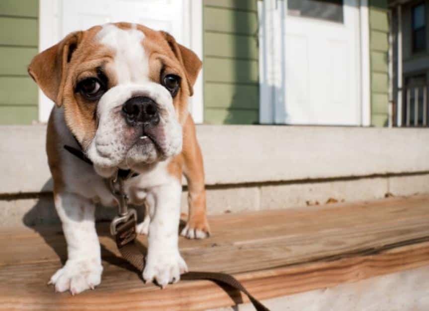 english bulldog puppy trying on its new leash picture id157565752
