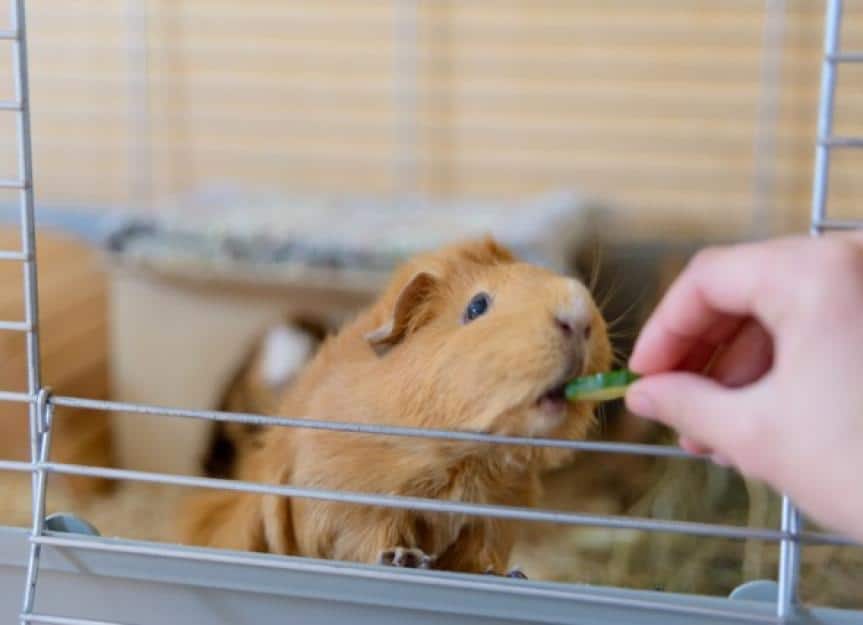 feeding a guinea pig picture id158696044