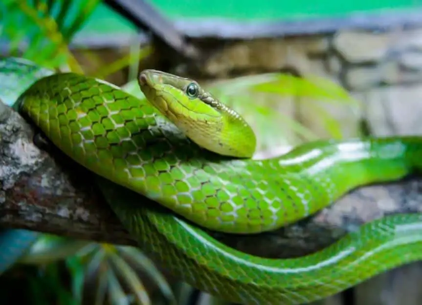 fungal diseases reptiles snakes