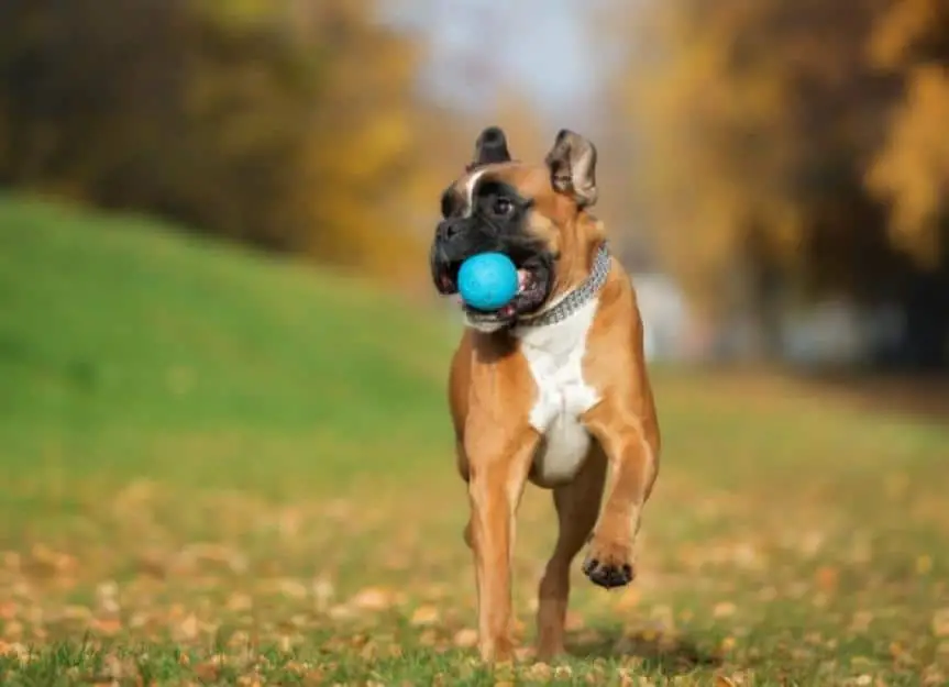 german boxer dog playing outdoors with a ball picture id598819028
