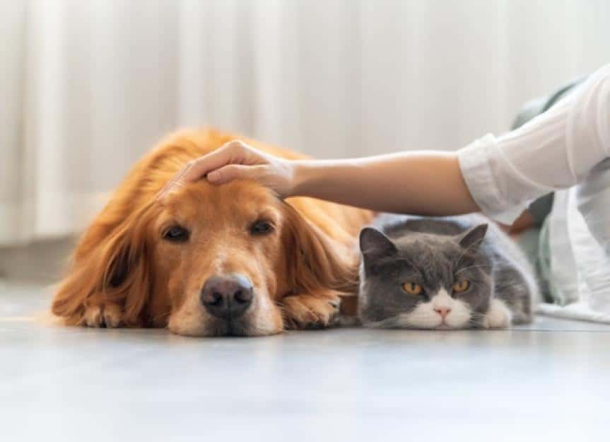 golden retriever and british shorthair accompany their owners picture id1415206960