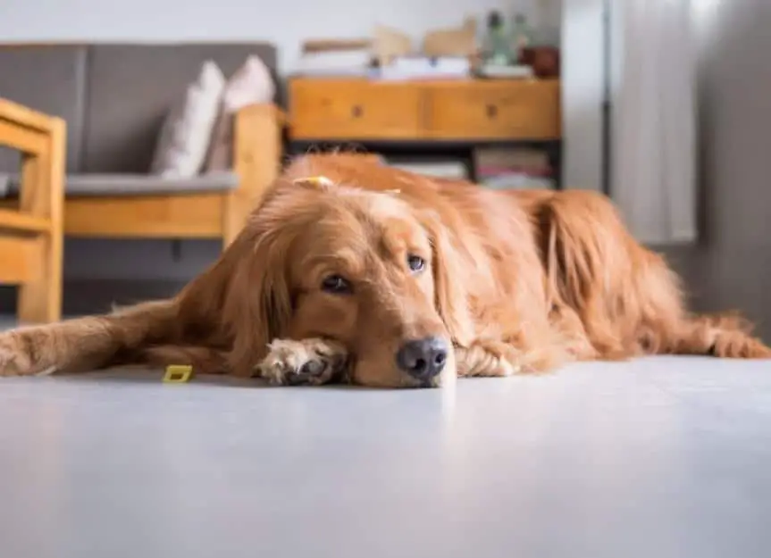 golden retriever to lie on the ground picture id669862726