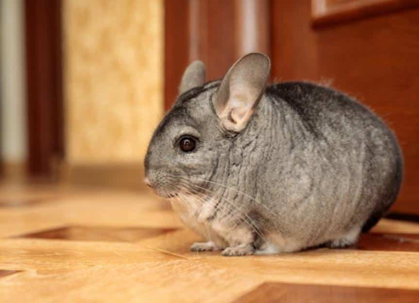 gray chinchilla sitting on the floor outside the cage picture id1315696270
