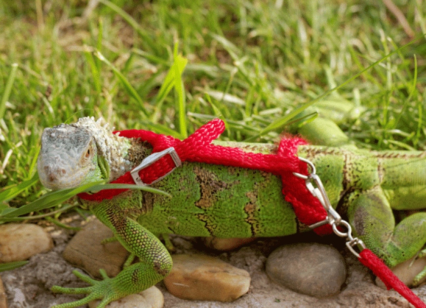 green iguana on leash