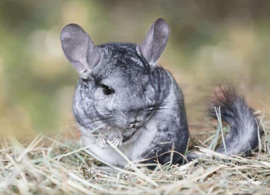 grey chinchilla outdoors picture id651338290