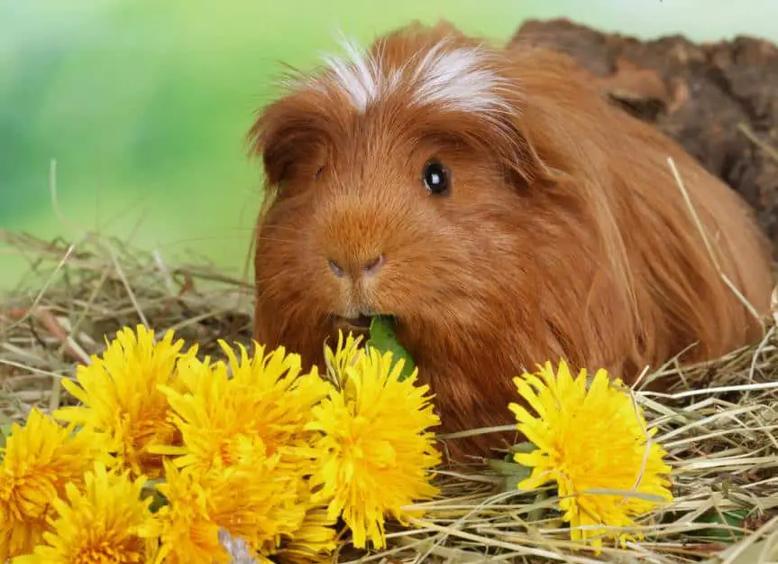 guinea.pig .dandelion