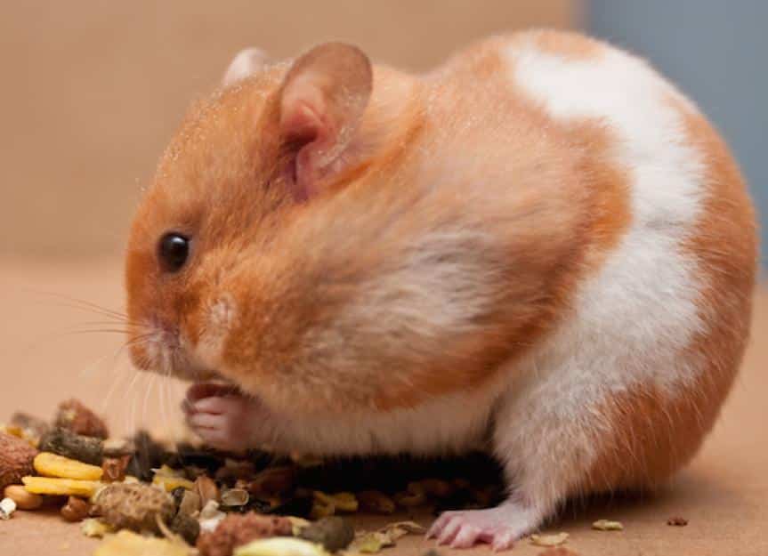 hamster eating grain 70421914 0