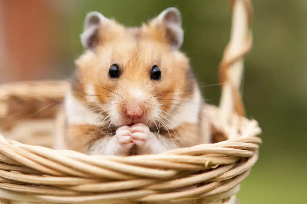 hamster rasseportrait