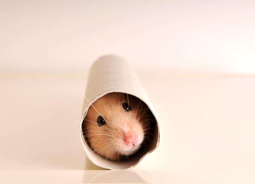 hamster.cardboard.tube