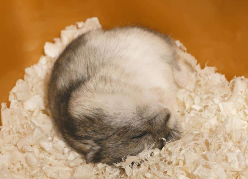 hamster.sleeping