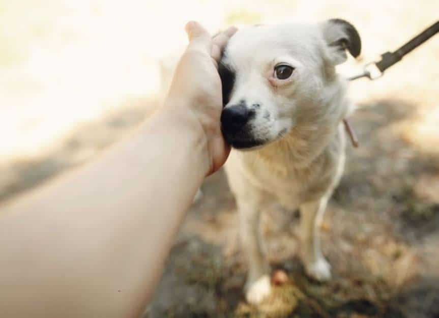 hand of man caress little scared dog from shelter posing outside in picture id947408470