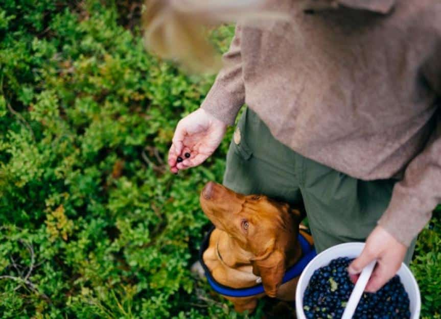 harvesting berries with a dog in the forest picture id1270677852