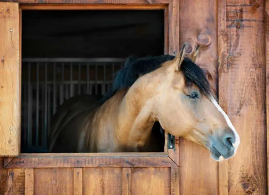 horse in stable picture id478643911