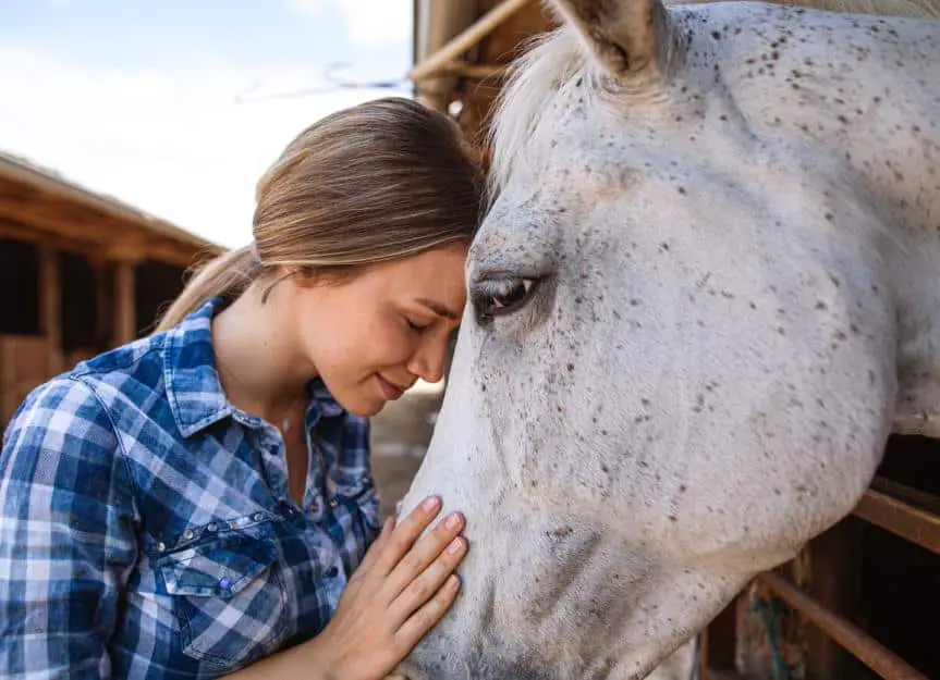 horse.affection