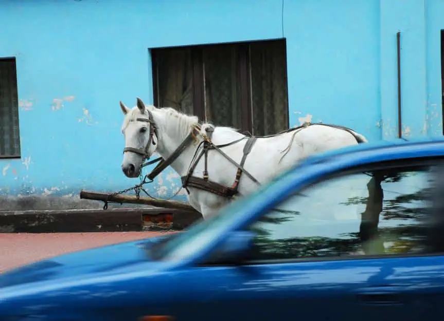horse.and .car
