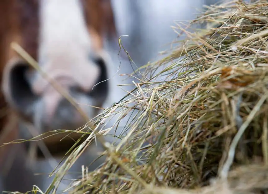 horse.eating.hay