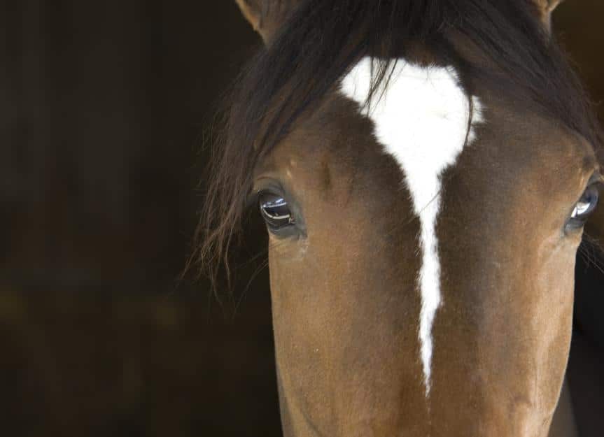 horse.eyes