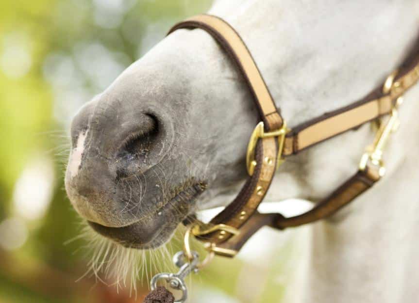 horse.nose